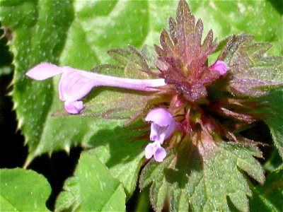 Lamium purpureum close up, Dehesa Boyal de Puertollano, Spain photo