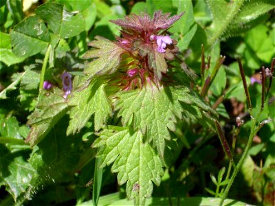 Lamium purpureum habit, Dehesa Boyal de Puertollano, Spain