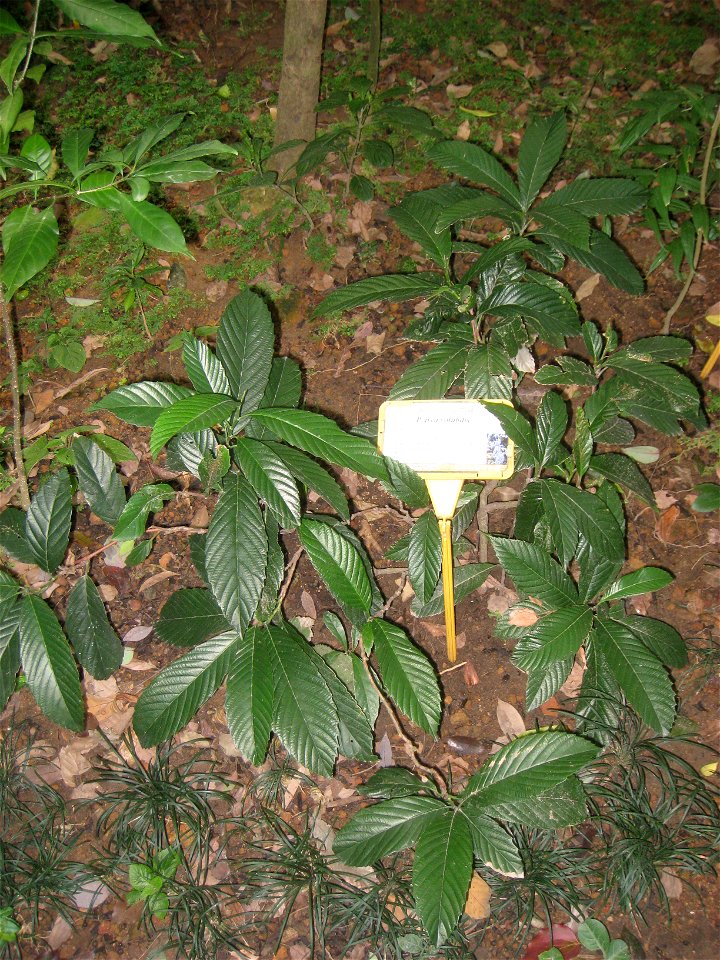 Petrea volubilis. Plant specimen in the Hong Kong Zoological and Botanical Gardens, Hong Kong.