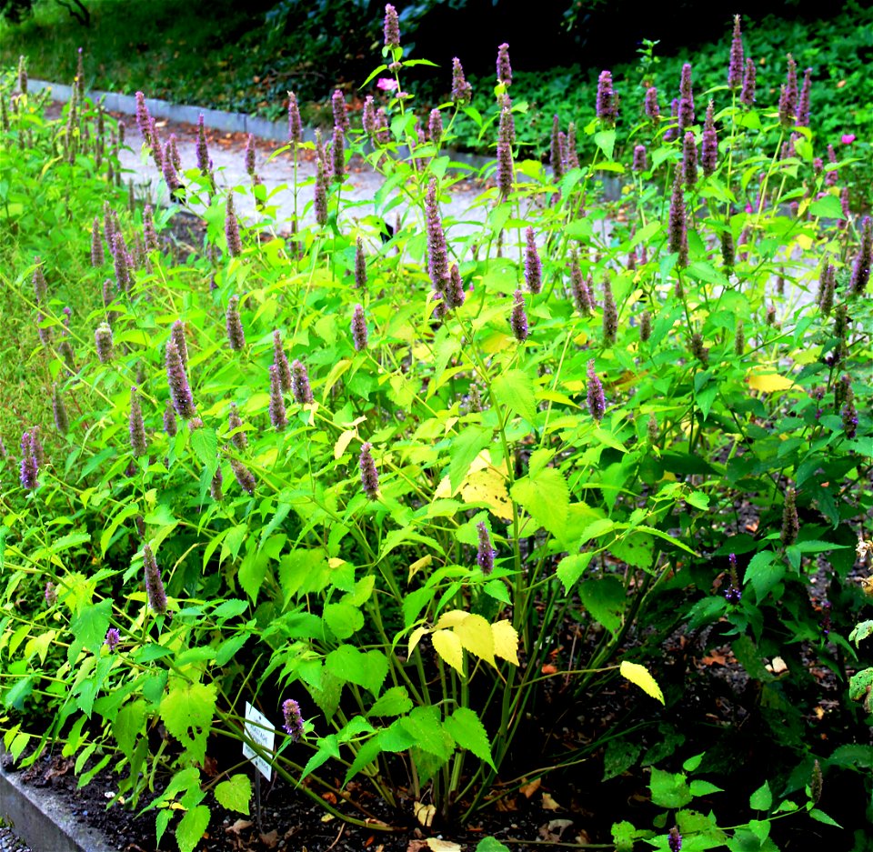 Plant with flowers Agastache foeniculum from the Botanical Gardens of Charles University, Prague, Czech Republic