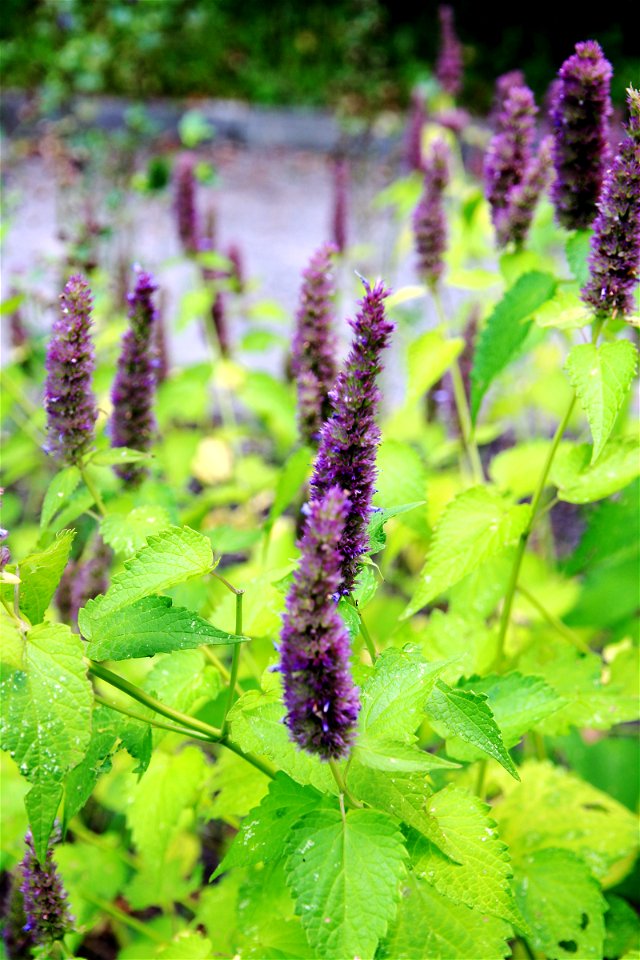 Plant with flowers Agastache foeniculum from the Botanical Gardens of Charles University, Prague, Czech Republic