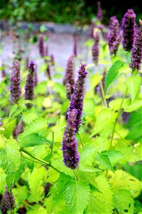 Plant with flowers Agastache foeniculum from the Botanical Gardens of Charles University, Prague, Czech Republic