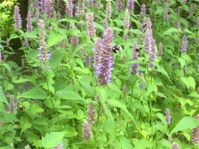 This picture shoes several bumblebees feeding on a patch of anise hyssop photo