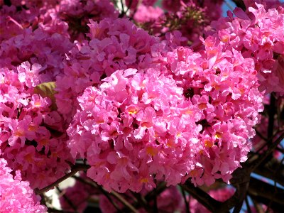 flores de ipê rosa