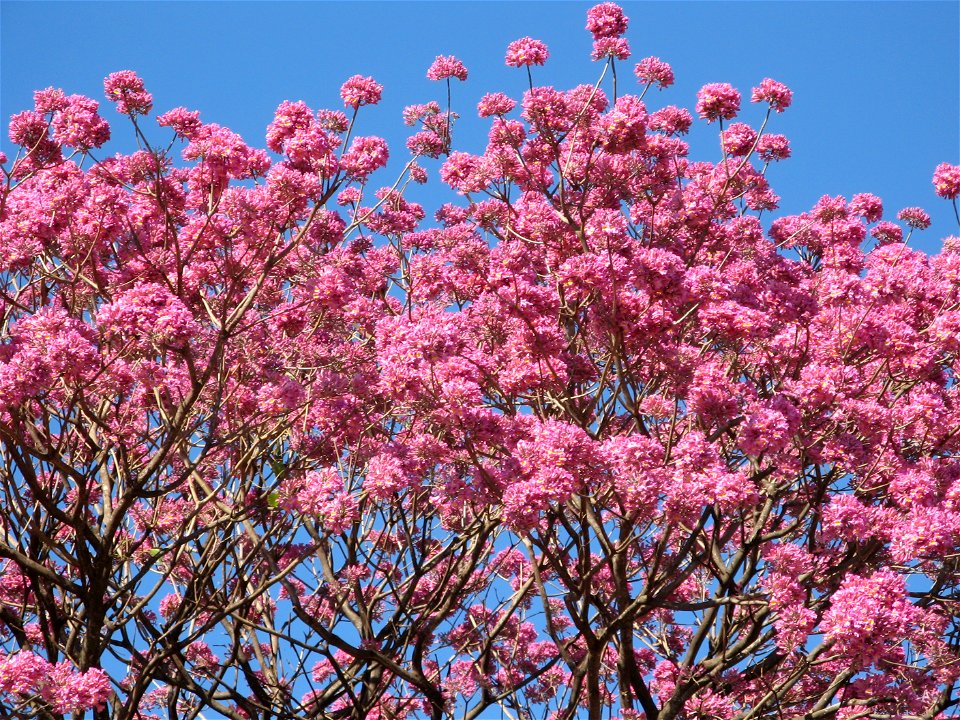 flores de ipe brazilia