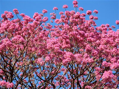 flores de ipe brazilia