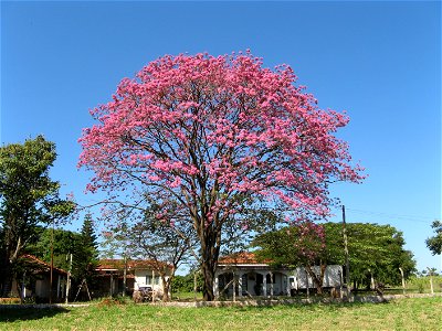 iperosaibira, Tabebuia tree photo