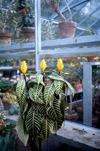 Aphelandra squarrosa