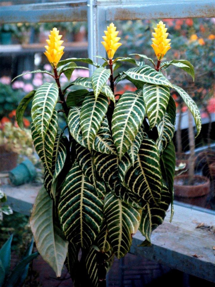 Aphelandra squarrosa