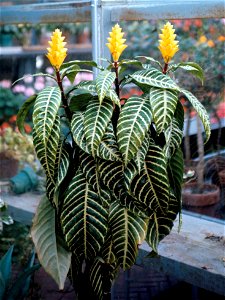 Aphelandra squarrosa