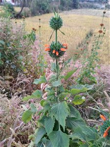 This is Leonotis nepetifolia
