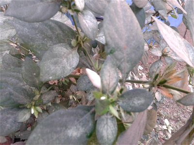 செம்முள்ளி
Botanical name - Barleria cristata
Common name -  bluebell barleria
Plant decoction cures Tuberculosis.

S.Soundarapandian (talk) 14:27, 25 February 2018 (UTC)
