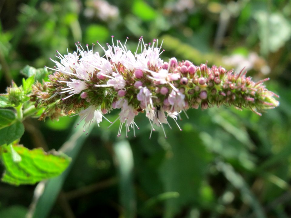 Rossminze (Mentha longifolia) im Hockenheimer Rheinbogen