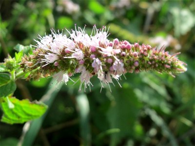 Rossminze (Mentha longifolia) im Hockenheimer Rheinbogen