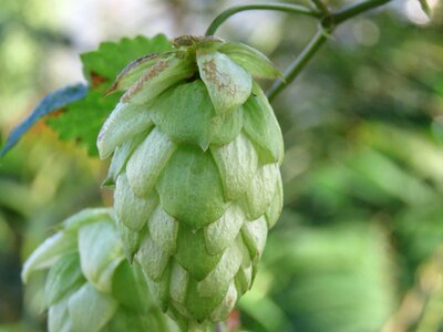 Nature food plant