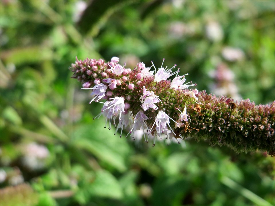 Rossminze (Mentha longifolia) im Hockenheimer Rheinbogen
