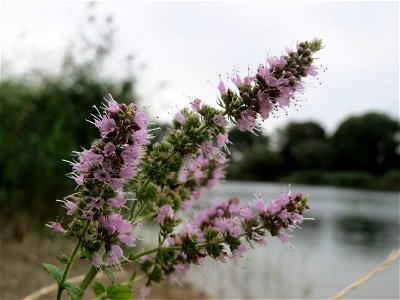 Rossminze (Mentha longifolia) am Reilinger See