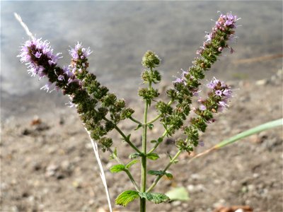 Rossminze (Mentha longifolia) am Reilinger See