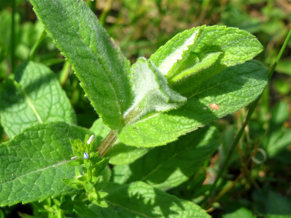 Rossminze (Mentha longifolia) im Landschaftsschutzgebiet Hockenheimer Rheinbogen