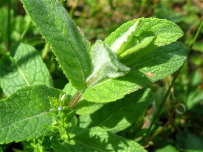 Rossminze (Mentha longifolia) im Landschaftsschutzgebiet Hockenheimer Rheinbogen