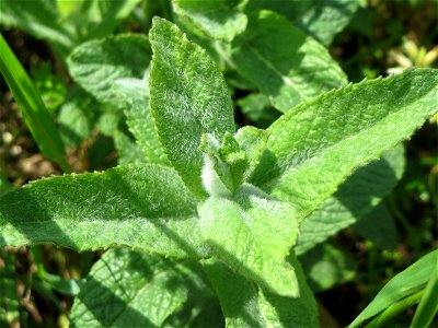 Rossminze (Mentha longifolia) im Landschaftsschutzgebiet Hockenheimer Rheinbogen