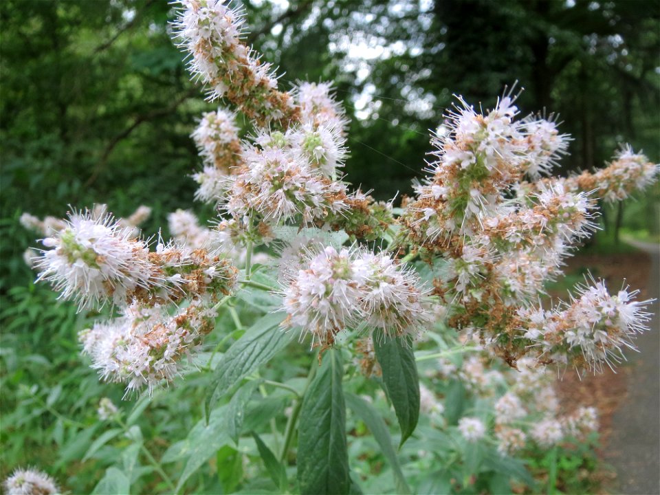 Rossminze (Mentha longifolia) im Schwetzinger Hardt