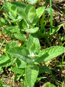 Rossminze (Mentha longifolia) im Landschaftsschutzgebiet Hockenheimer Rheinbogen