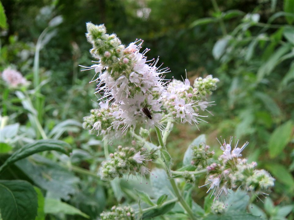 Rossminze (Mentha longifolia) im Schwetzinger Hardt