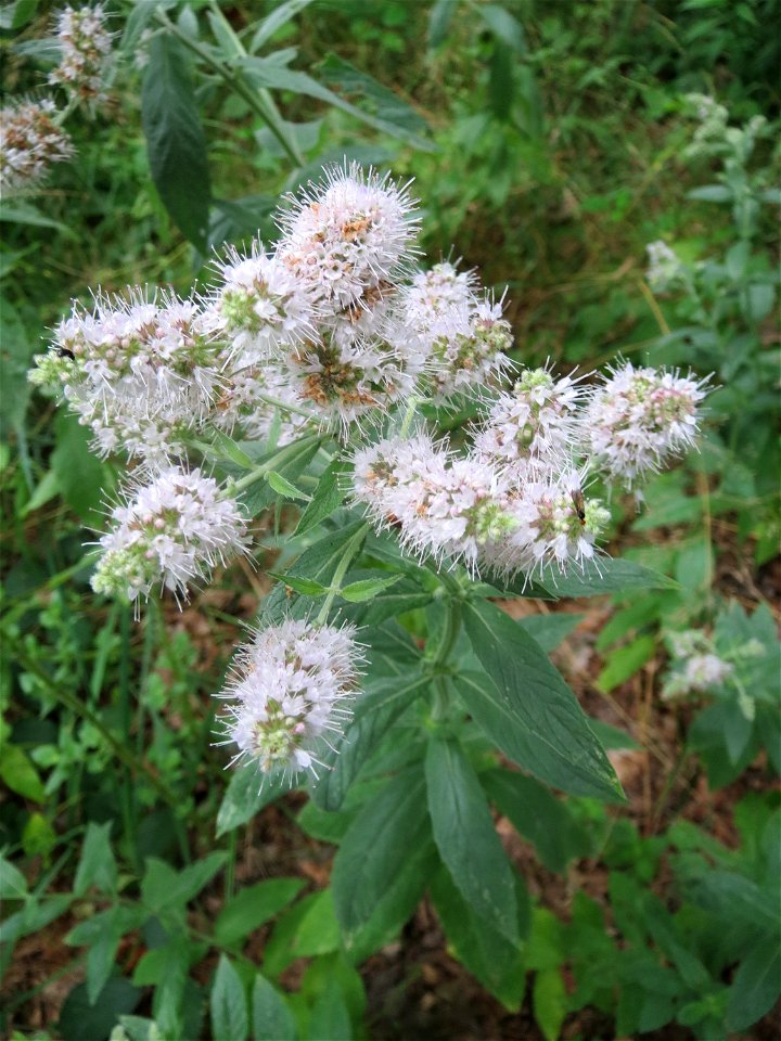 Rossminze (Mentha longifolia) im Schwetzinger Hardt