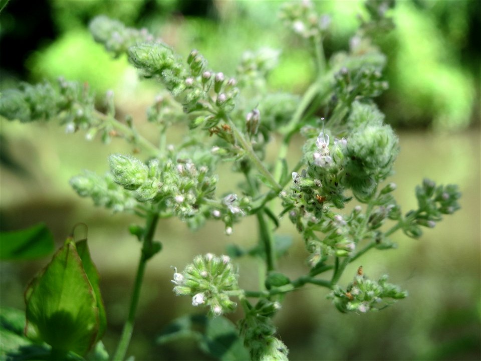 Rossminze (Mentha longifolia) am Kraichbach in Hockenheim - Auffällig gegenüber anderen Minzen durch das unangenehme Petroleum-Aroma