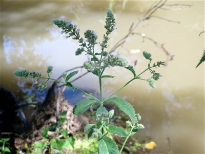 Rossminze (Mentha longifolia) am Kraichbach in Hockenheim - Auffällig gegenüber anderen Minzen durch das unangenehme Petroleum-Aroma