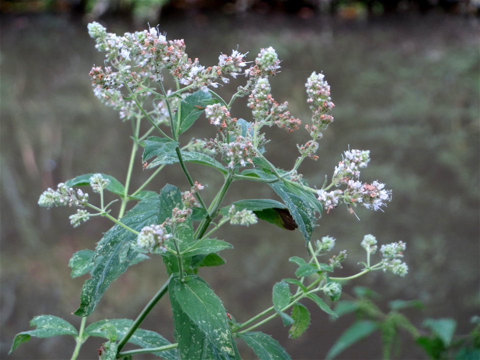 Rossminze (Mentha longifolia) am Kraichbach in Hockenheim - Im Unterschied zur aromatischen Grünen Minze hat sie einen unangenehmen Petroleum-Geschmack
