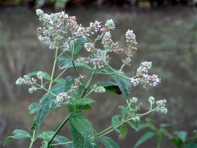 Rossminze (Mentha longifolia) am Kraichbach in Hockenheim - Im Unterschied zur aromatischen Grünen Minze hat sie einen unangenehmen Petroleum-Geschmack