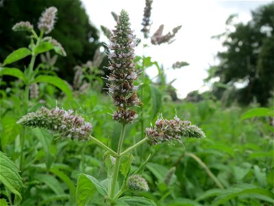 Rossminze (Mentha longifolia) im Schwetzinger Hardt