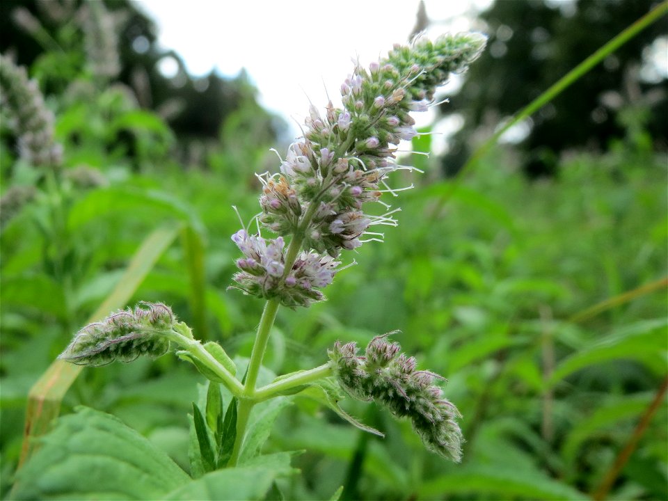 Rossminze (Mentha longifolia) im Schwetzinger Hardt