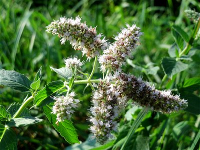 Rossminze (Mentha longifolia) am Hardtgraben im Schwetzinger Hardt