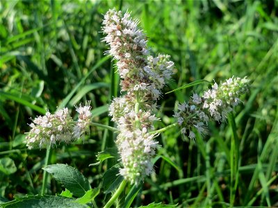Rossminze (Mentha longifolia) am Hardtgraben im Schwetzinger Hardt