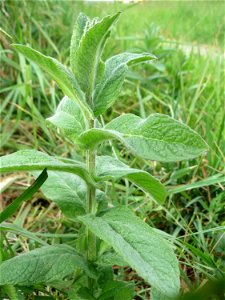Rossminze (Mentha longifolia) am Kraichbachdamm im Landschaftsschutzgebiet „Hockenheimer Rheinbogen“