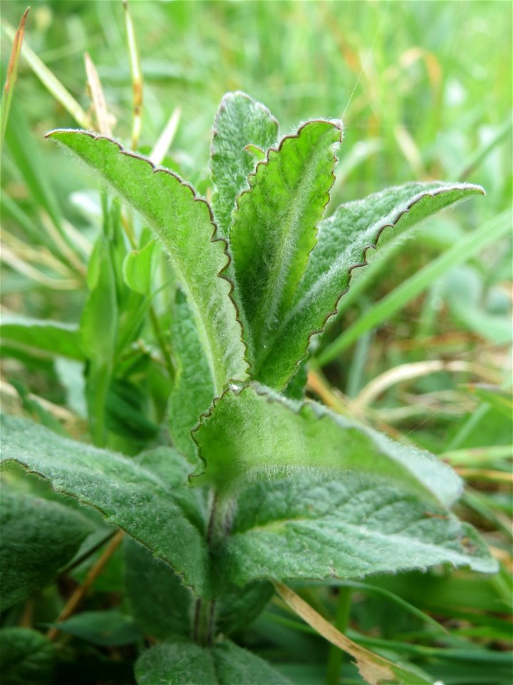 Rossminze (Mentha longifolia) am Kraichbachdamm im Landschaftsschutzgebiet „Hockenheimer Rheinbogen“
