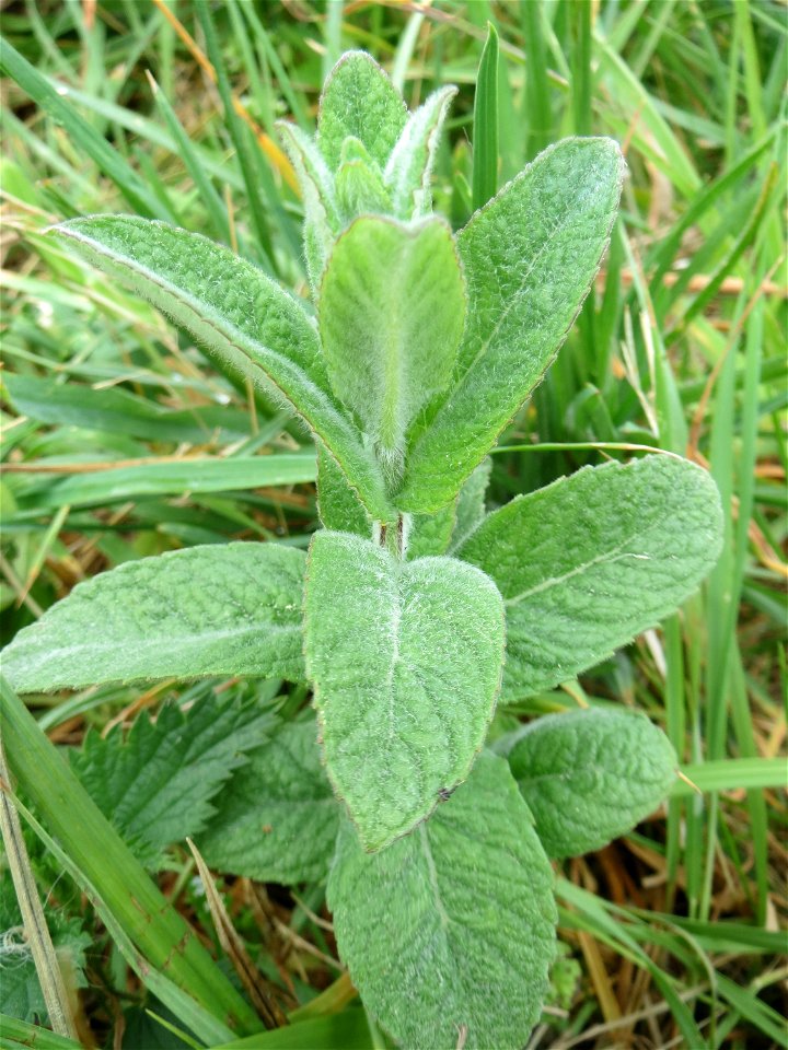 Rossminze (Mentha longifolia) am Kraichbachdamm im Landschaftsschutzgebiet „Hockenheimer Rheinbogen“