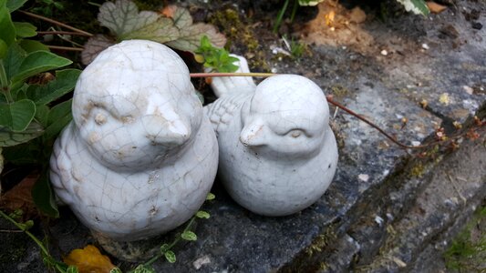 Garden birds outdoor