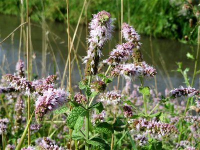 Rossminze (Mentha longifolia) am Kraichbach in Hockenheim