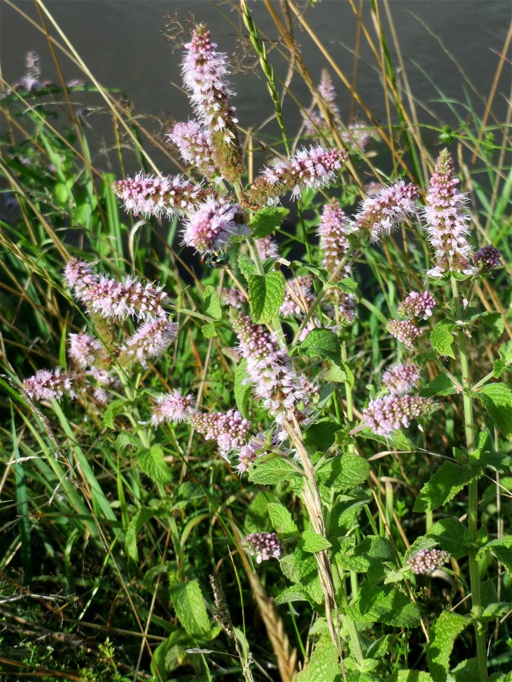 Rossminze (Mentha longifolia) am Kraichbach in Hockenheim