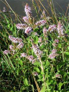 Rossminze (Mentha longifolia) am Kraichbach in Hockenheim