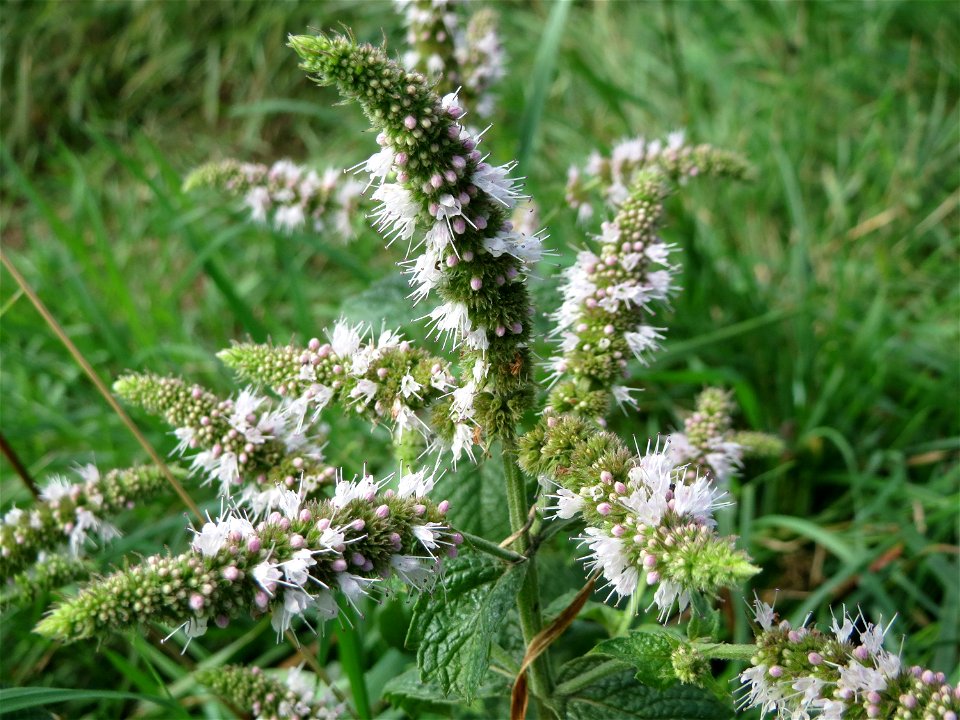 Rossminze (Mentha longifolia) an der alten Kraichbachbrücke zwischen Hockenheim und Reilingen