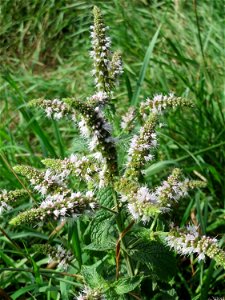 Rossminze (Mentha longifolia) an der alten Kraichbachbrücke zwischen Hockenheim und Reilingen