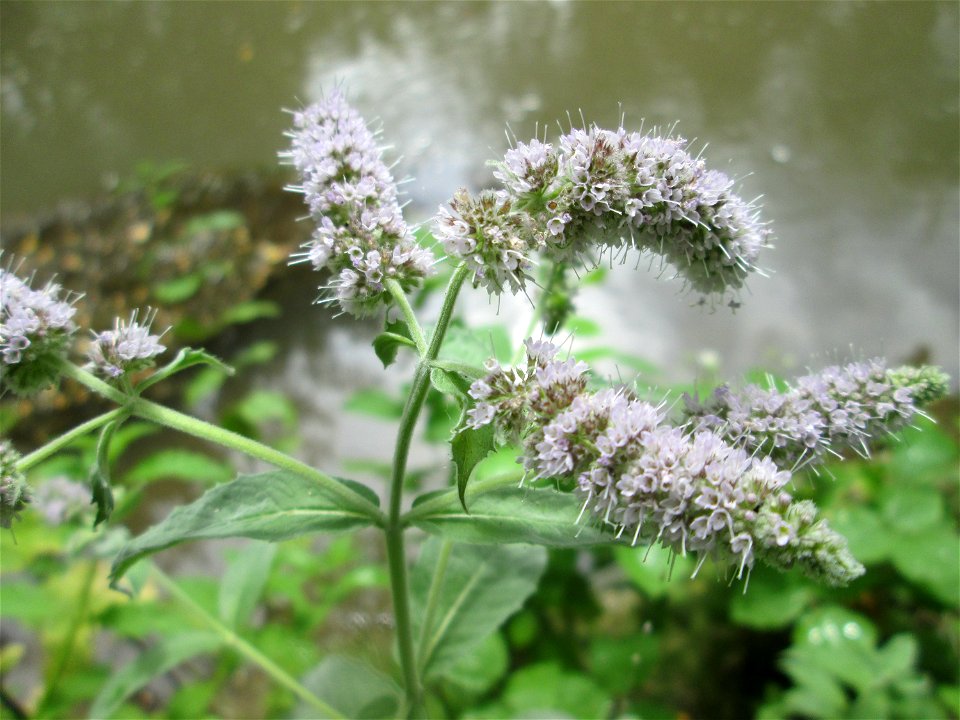Rossminze (Mentha longifolia) am Kraichbach in Hockenheim