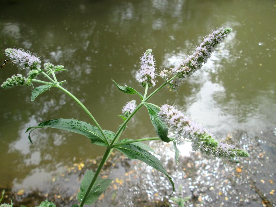 Rossminze (Mentha longifolia) am Kraichbach in Hockenheim