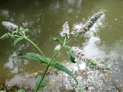 Rossminze (Mentha longifolia) am Kraichbach in Hockenheim
