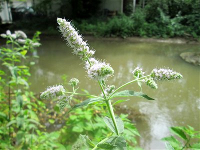 Rossminze (Mentha longifolia) am Kraichbach in Hockenheim